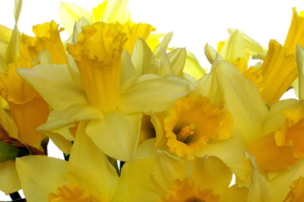 Daffodils close-up. — Stock Photo, Image