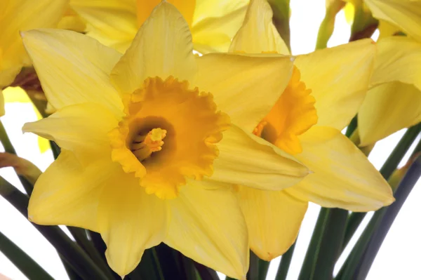 Daffodils close-up. — Stock Photo, Image