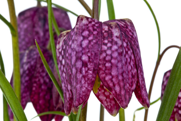 Fritillaria purple spring flowers.