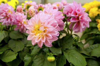 pembe dahlias.
