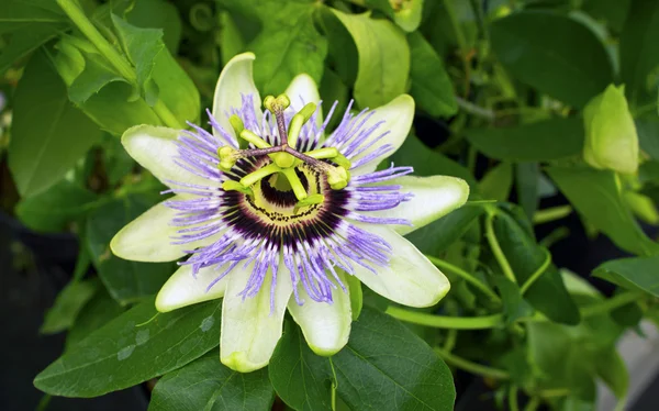 Passiflora çiçek.