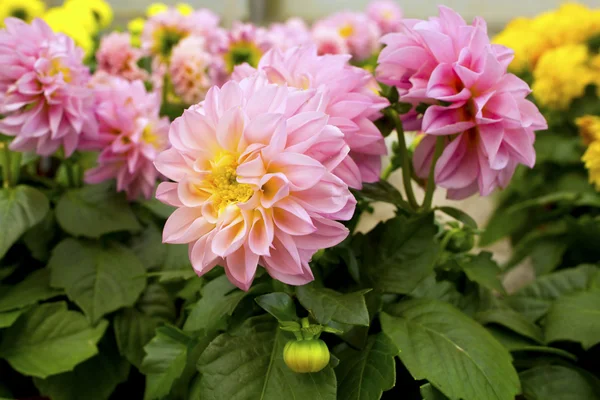 Pink dahlias. — Stock Photo, Image