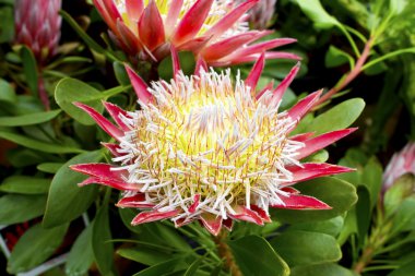 pembe protea bitki.