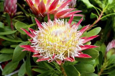 Pink protea plant. clipart