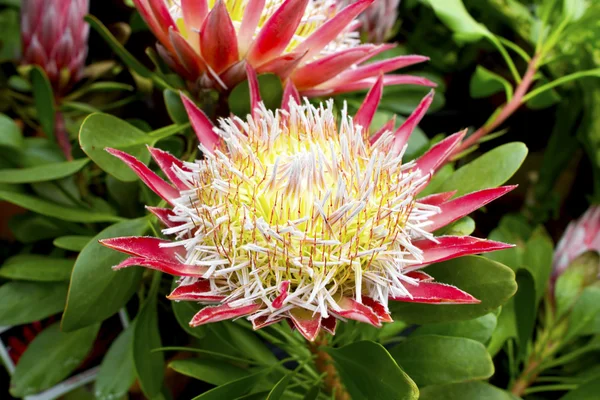 Rózsaszín protea növény. — Stock Fotó