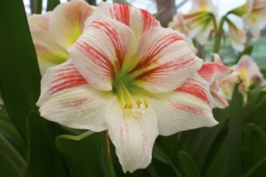 büyük amarillys çiçek.