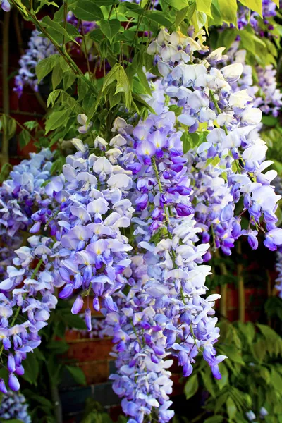 Wisteria flowers. — Stock Photo, Image