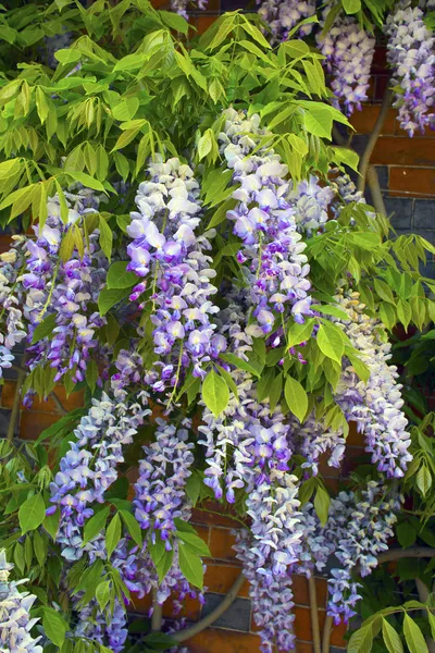 Wisteria flowers. — Stock Photo, Image