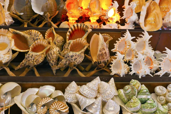 Sea shells deslplay. — Stock Photo, Image