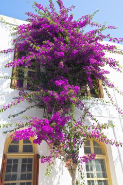 Bouganvillea