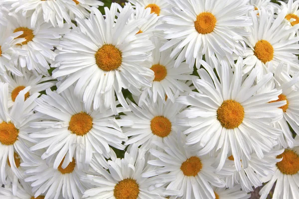 White daisies. — Stockfoto