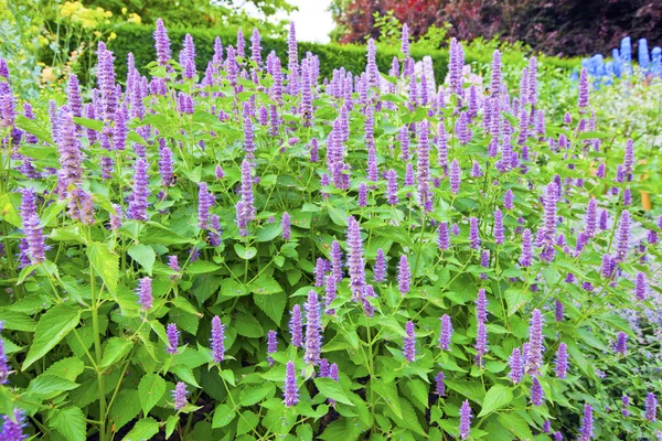 Blauwe hoog bloemen in een kruidachtige rand. — Stockfoto