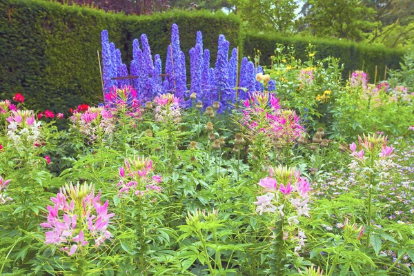 Summer flowers in garden. — Stock Photo, Image