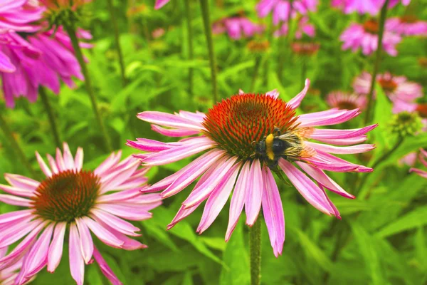 Echinacea kwiaty. — Zdjęcie stockowe