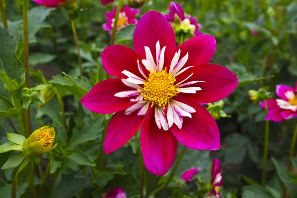 Rosa und weiße Dahlie Nahaufnahme. — Stockfoto