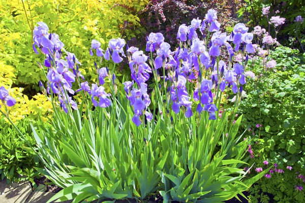 Blue iris. — Stock Photo, Image
