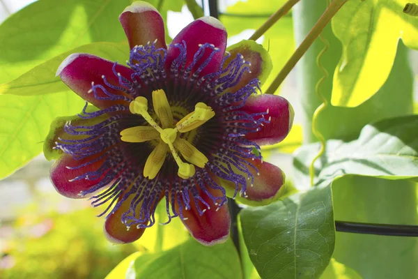 Flor de pasión . — Foto de Stock