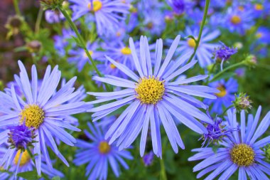 Blue Daisy plant. clipart