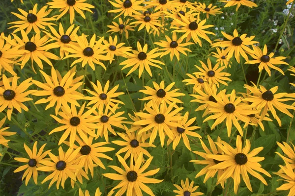 Gänseblümchen-Schwarzaugen-Susan. — Stockfoto