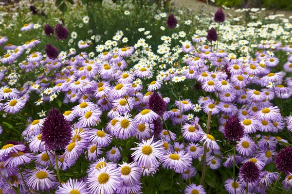 Marguerites roses et blanches également alliums violets dans un jardin . — Photo