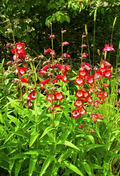 Tall pink perrennial plant in a garden. — Stock Photo, Image