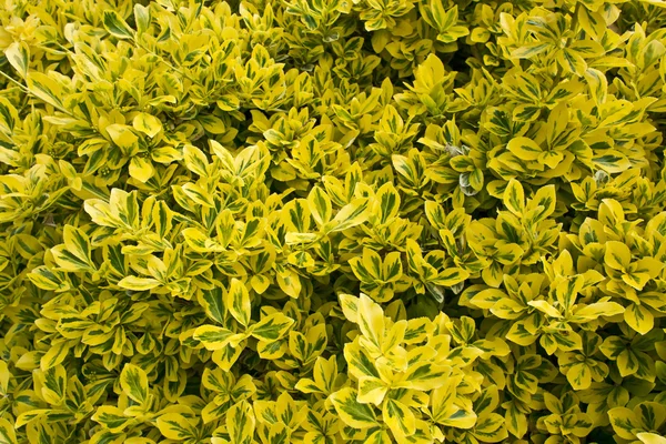 Close up of a variegated box hedge shrub. — Stock Photo, Image