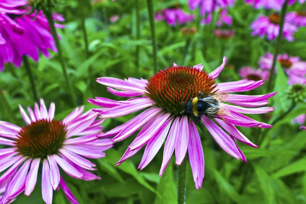 Staudenzapfenblume in einem Garten. — Stockfoto