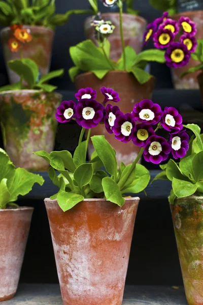 Pots of auriculas close-up. — Stock Photo, Image