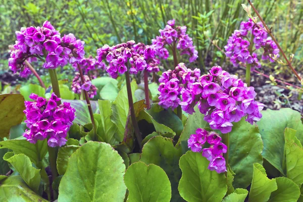 Flores de Bergenia em um jardim . — Fotografia de Stock