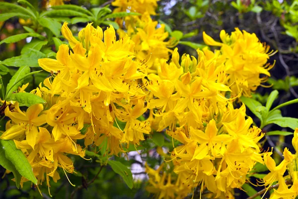 Gelbe Azaleen-Blüten. — Stockfoto