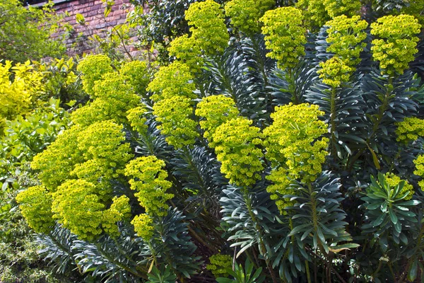 Euphorbia flowering plants in a garden. — Stock Photo, Image