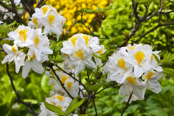 Azalea Persil white and yellow. — Stock Photo, Image