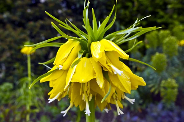 Sarı imparatorluk fritillaria. — Stok fotoğraf