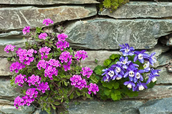 Rockery with pink and blue alpine flowers. — Stock Photo, Image