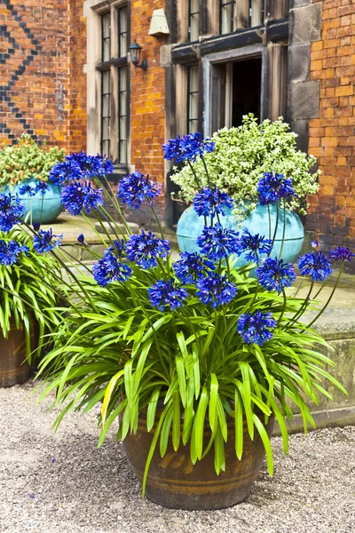 Liliums azules . — Foto de Stock