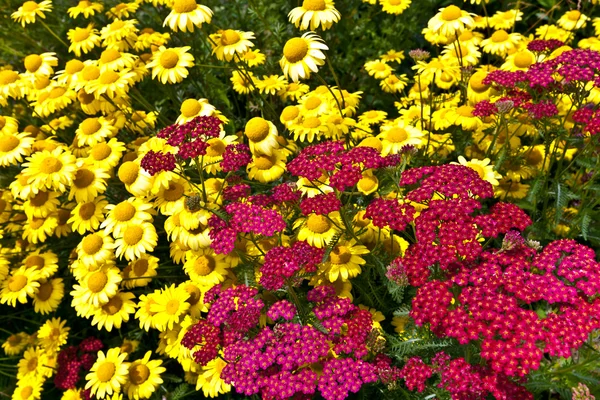 Flores vermelhas e amarelas. — Fotografia de Stock