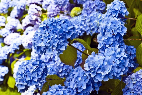 Cabeças de flores de hortênsia azul . — Fotografia de Stock