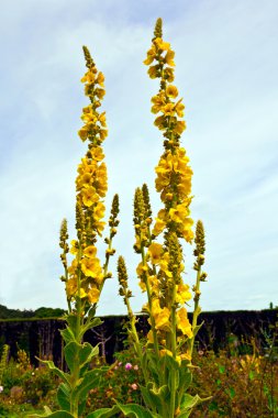 Verbascum çiçekler.