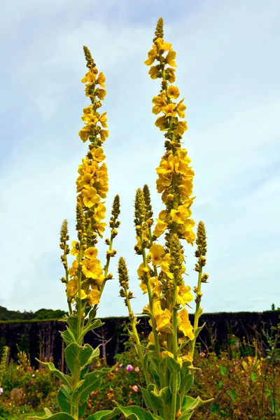 Verbascum květiny. — Stock fotografie