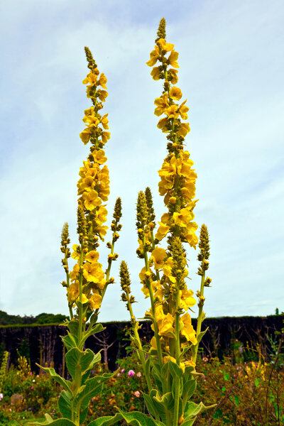 Verbascum flowers.