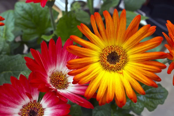 Gergera daisies. — Stock Photo, Image