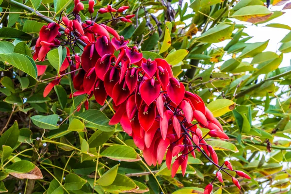 Jasne Czerwone Kwiaty Koral Drzewa Cockspur Erythrina Crista Galli Zdjęcia Stockowe bez tantiem