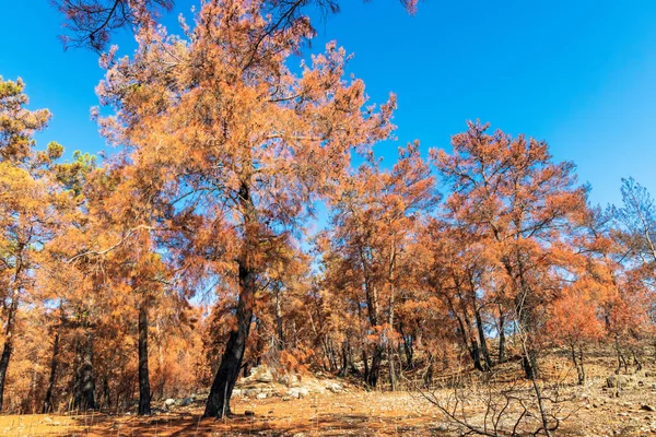 Pine Forest Mountains Fire Damaged Trees Area Manavgat District Antalya — Stok fotoğraf