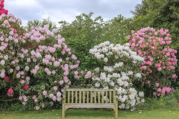 Old Wooden Bench Garden Backdrop Rhododendron Shrubs Full Bloom — Foto de Stock