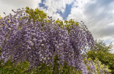 Çiçek açan Wisteria Sinensis 'in büyük, sarkık ırklarına yakın çekim.