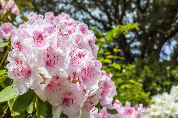 Close Grande Aglomerado Delicadas Flores Rododendro Rosa — Fotografia de Stock
