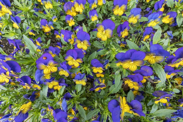 Weitwinkel Nahaufnahme Von Violetten Und Goldenen Viola Bodendeckern Mit Marienkäfer — Stockfoto