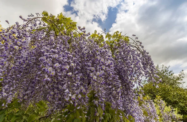 Gros Plan Sur Les Grandes Grappes Pendantes Wisteria Sinensis Fleurs — Photo