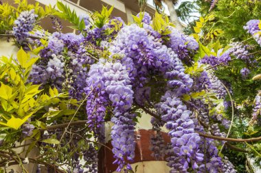 Çiçek açan Wisteria Sinensis 'in büyük, kokulu, sarkık ırklarına yakın çekim.
