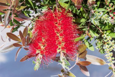 Kırmızı Callistemon Citrinus 'un çivileri de bir bahçede kırmızı şişe fırçası çiçekleri..